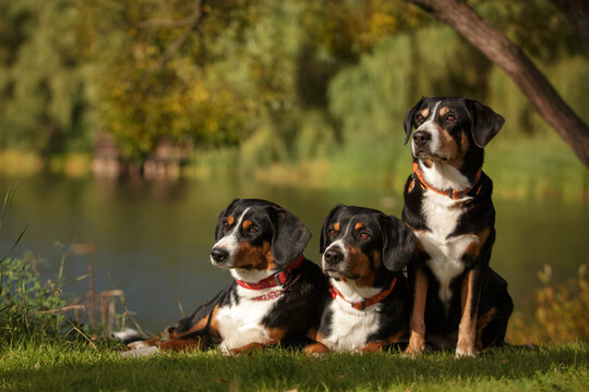 entlebucher sennenhund dogs outdoor