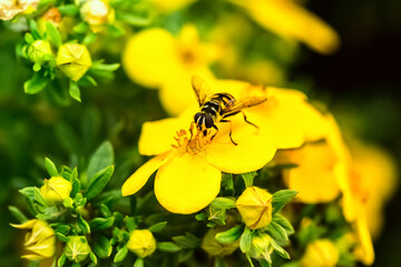 A wasp in the process of collecting pollen on a flower. Close-up macro photography