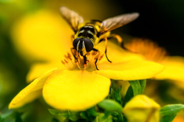 A wasp in the process of collecting pollen on a flower. Close-up macro photography