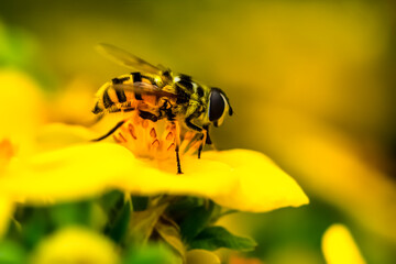 A wasp in the process of collecting pollen on a flower. Close-up macro photography