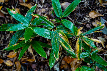 Nyuto Onsen in Akita, 2020.