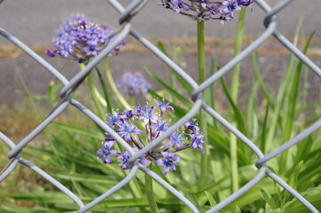 金網の向こう側の青い花