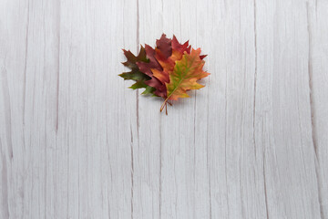 Naklejka na ściany i meble Various multicolored autumn leaves isolated on white wooden background. Season, minimal, autumn card, thanksgiving texture, fall background concept. Flat lay, top view, copy space..