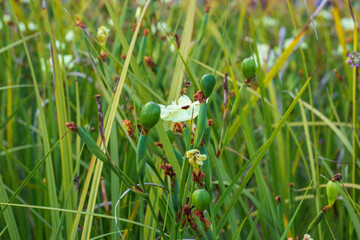 Beautiful field and grass as farming background.