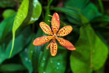 Blackberry Lily, beautiful floral plant in garden. Flower nursery, orange colour.
