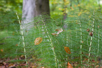 Autumn landscapes of nature, forest, nature, fungi, plants, leaves in October. captured from a distance that's approximately the same distance. It's the area and territories of Rcklinghausen and Oer-E