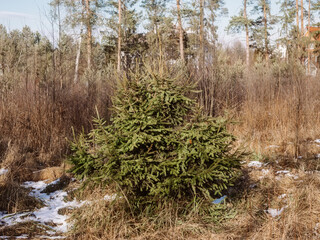 young Christmas tree in early spring on a clear day