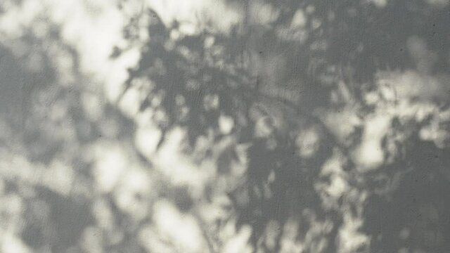 Beautiful grey shadows of fresh green leafy trees foliage reflected on white weatehred texture wall of old building. Abstract 4k video background.