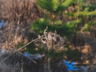 fluffy grass in the field in early spring