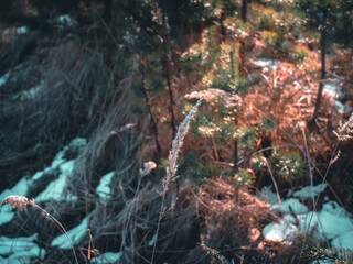 fluffy grass in the field in early spring