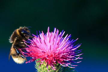Hummel auf einer Diestel