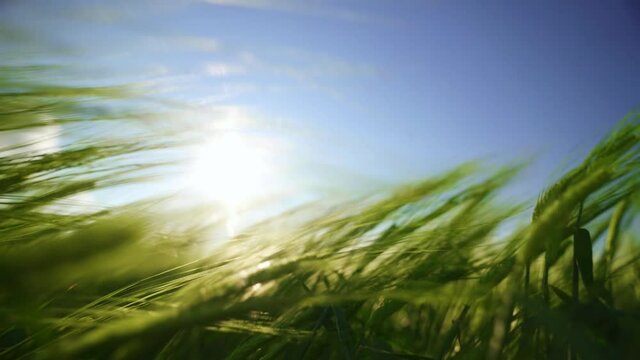 The wind sways wheat in the field, waves of crops. The rays of the sun shine through the spikelets of barley. A cereal field for making bread and beer. A large crop of grain. Agricultural business