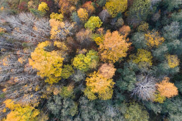 Autumn colorful forest view from the top