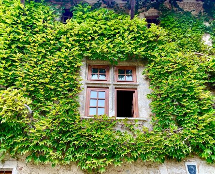 window with ivy in Perouges