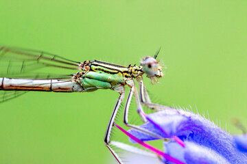 dragonfly close up