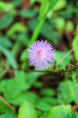 pink and yellow flower , Close up mimosa pudica flower of sensitive plant.