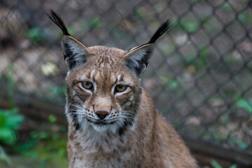 Obraz premium The Siberian lynx also known as East Siberian lynx