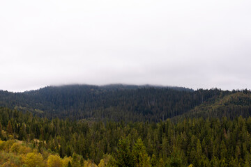 Mountains and coniferous forest in the fog. Carpathians. Ukraine.