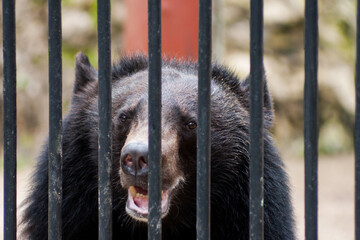 Asiatic black bear looking through the bars of a cage at the zoo.