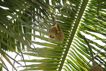 Baya weavers constructing its nest on a coconut tree.