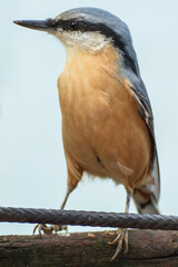 Nuthatch (Sitta europae) sitting on wood.  Czechia. Europe.