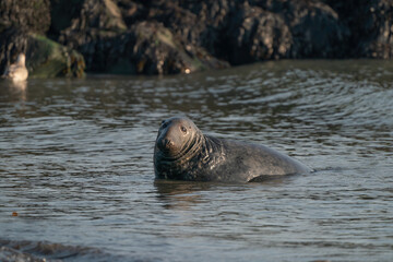 Fototapeta premium A gray seal, Halichoerus grypus. Swimming in the sea with waves, head above water. Rock in the background
