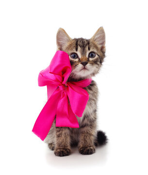 Little gray kitten with beautiful ribbon.