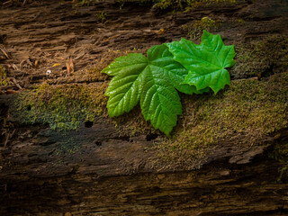 Green leafs on the wooden background with moss