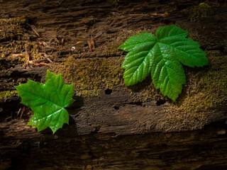 Green leafs on the wooden background in the forest