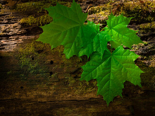 Green fresh leafs on the wooden backround