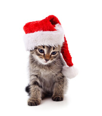 Cat in a Christmas hat.