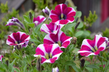 Beautiful garden pink and white flowers of autumn pansies
