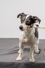 Young brown, black and white Jack Russell Terrier posing in a studio, full body, copy space