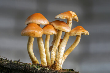 Pilzgruppe