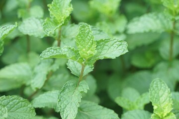 close up kitchen mint plants in nature garden