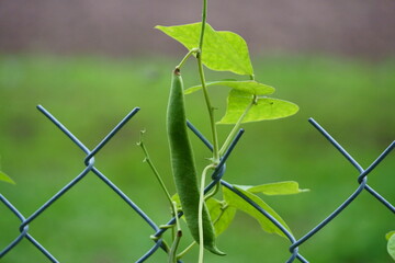jesień © Magorzata