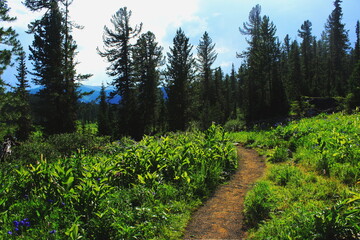 Obraz premium path in the forest