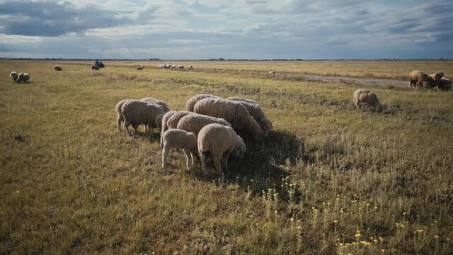 A flock of sheep with thick wool on a pasture. Crowd of rams and lambs in a meadow. Sheep farm for wool and meat. Ranch, farm animals.