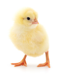 Small yellow chicken