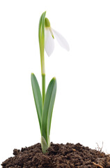 Snowdrop on white.