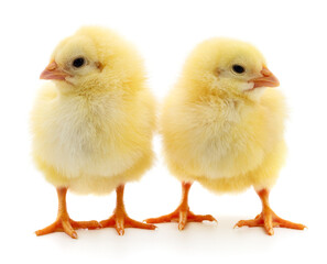 Two yellow chickens.