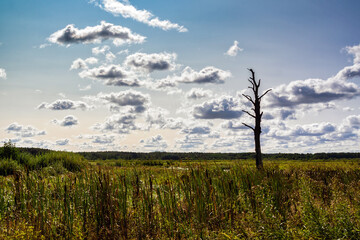  Dolina Narwi - Polskie Krajobrazy, Podlasie, Polska © podlaski49