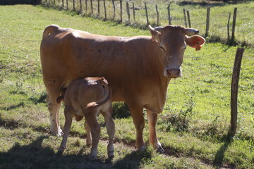 Cow and calf in a meadow