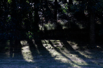 Countryside in a summer day