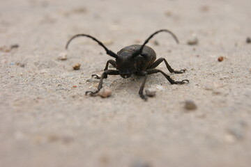  Mr beetle ready to meet