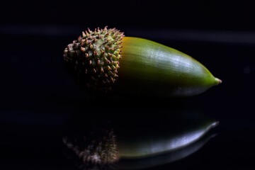 Green acorn, with their shell, on a black background