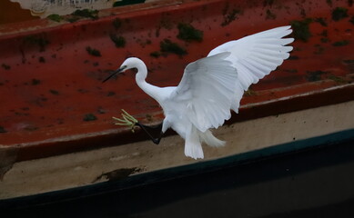 A white Little egret landing on a wooden boat