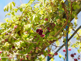 Akebia quinata | Akébie à cinq feuilles ou vigne chocolat aux grappes de petites fleurs pendantes au calice rose-lilas, pétales violet à pourpre sur tiges volubiles