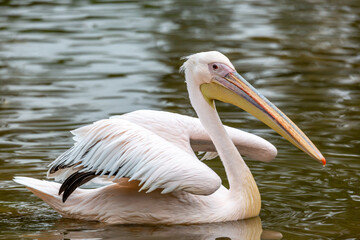 pelican on the water