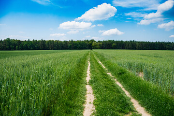dusty path trhough green field
